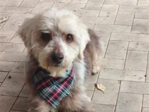 Cachorro raça SRD-ViraLata idade 5 anos nome Fofinho
