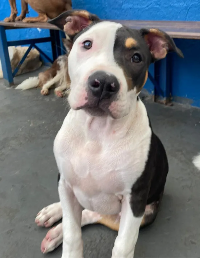 Cachorro raça Pit-Bull idade 2 a 6 meses nome Joca