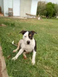 Joca