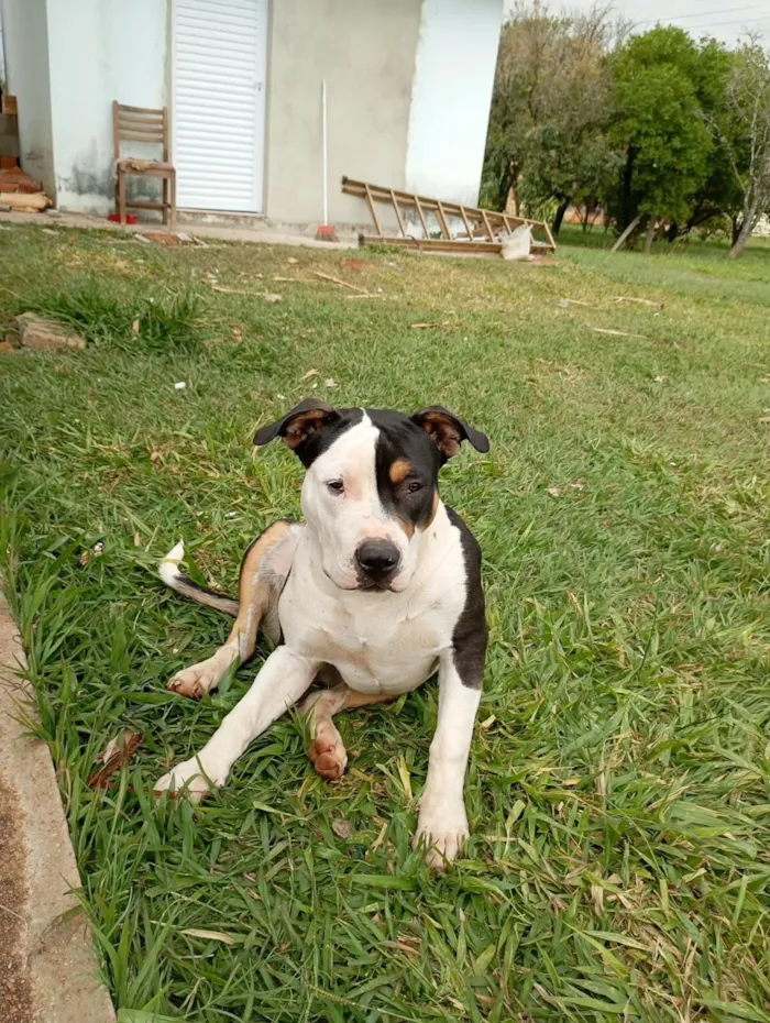 Cachorro raça Pit-Bull idade 2 a 6 meses nome Joca