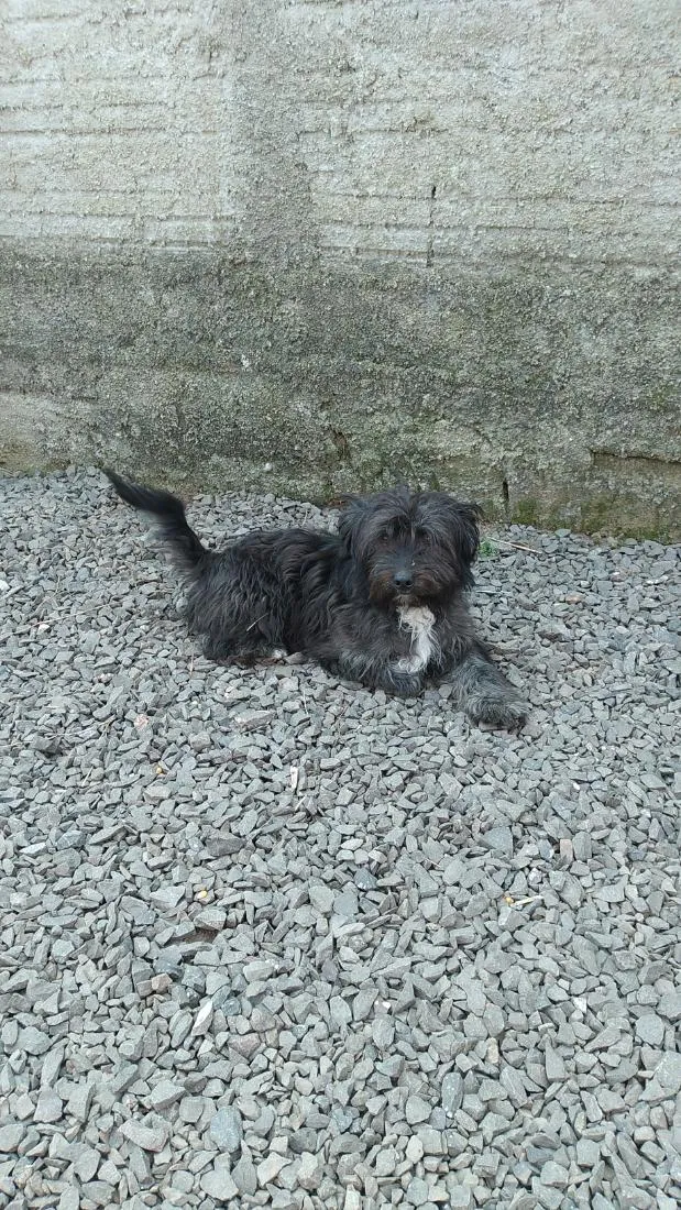 Cachorro raça SRD-ViraLata idade 7 a 11 meses nome Pretinho