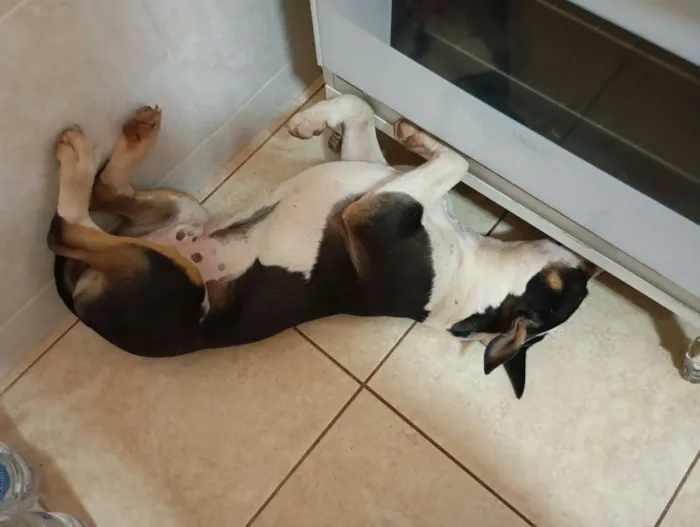 Cachorro raça Pit-Bull idade 2 a 6 meses nome Joca