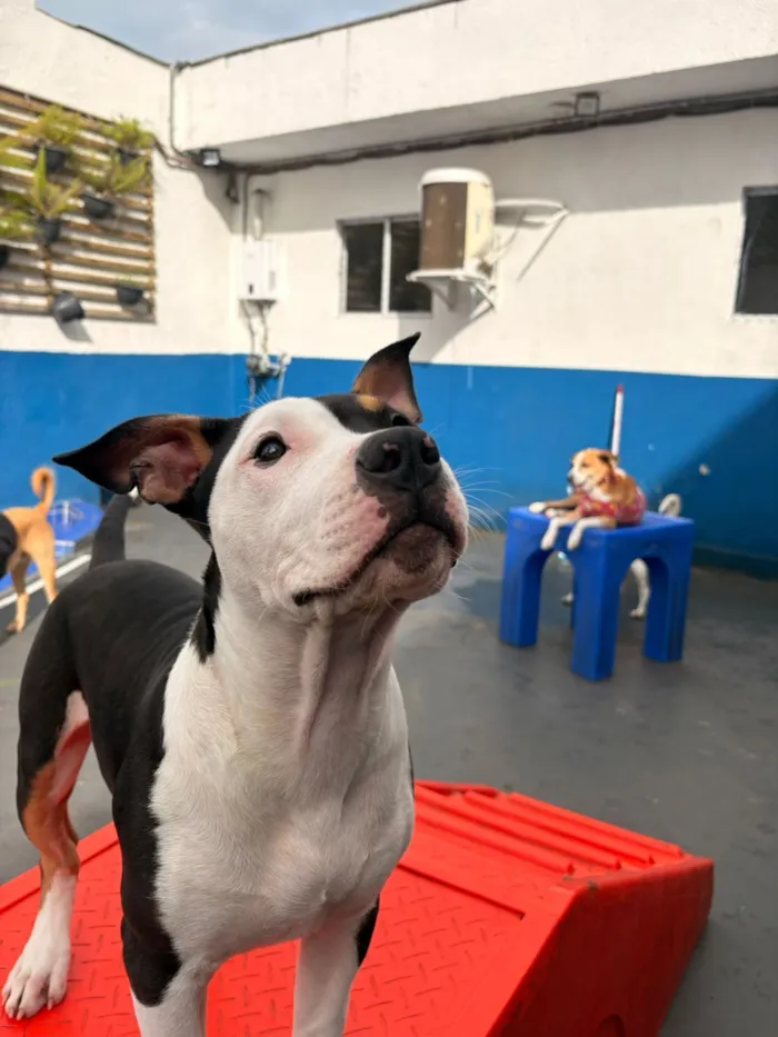 Cachorro raça Pit-Bull idade 2 a 6 meses nome Joca