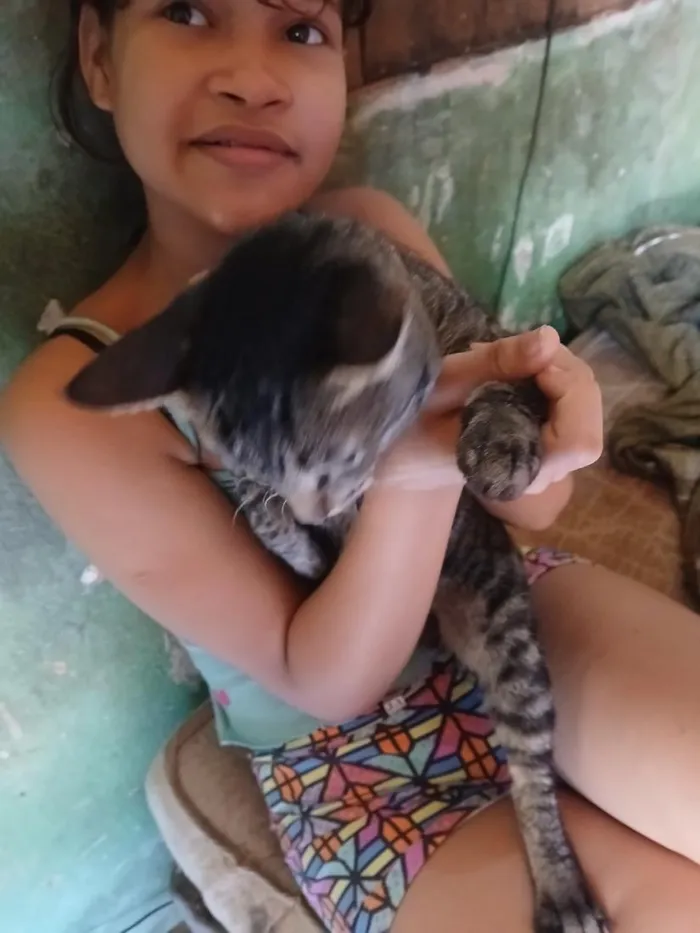 Gato raça SRD-ViraLata idade 2 a 6 meses nome eles ainda não tem nome