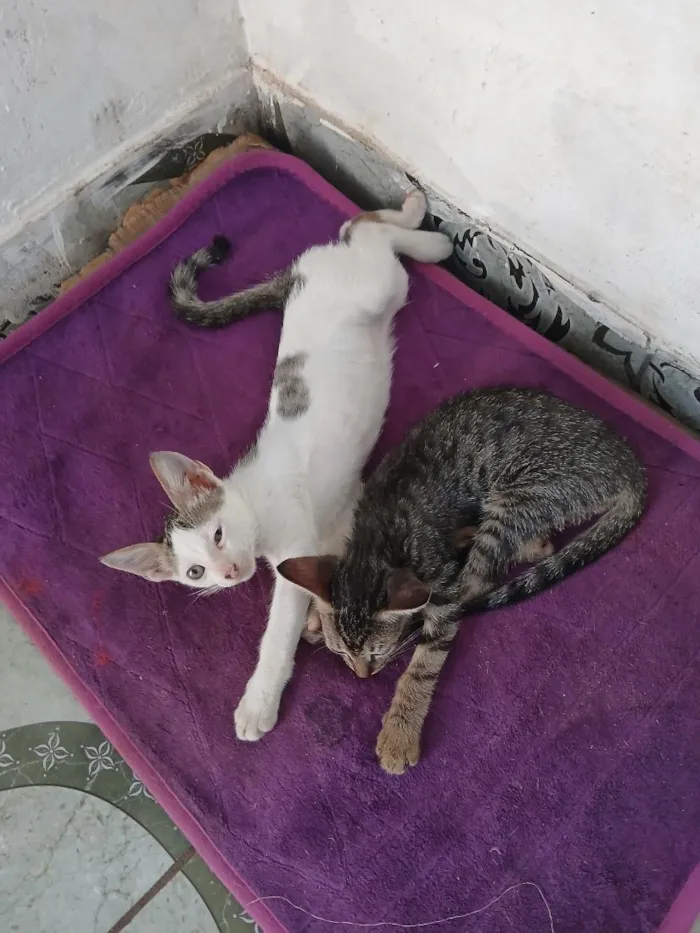 Gato raça SRD-ViraLata idade 2 a 6 meses nome eles ainda não tem nome