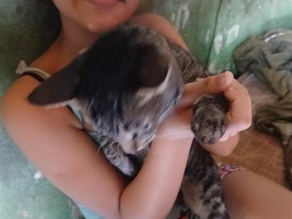 eles ainda não tem nome - Ananindeua