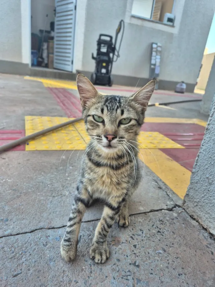 Gato raça SRD-ViraLata idade 7 a 11 meses nome sem nome