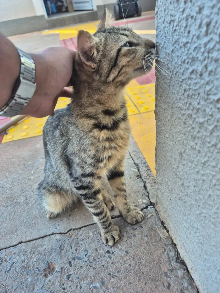 Gato raça SRD-ViraLata idade 7 a 11 meses nome sem nome