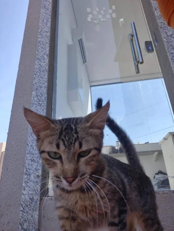 Gato raça SRD-ViraLata idade 7 a 11 meses nome sem nome