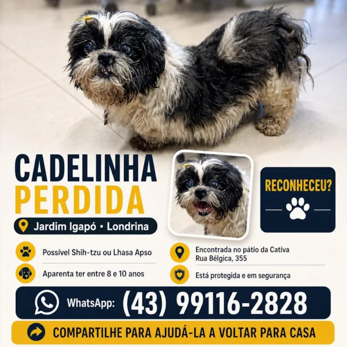 Cachorro raça Shitzu idade 6 ou mais anos nome não sei