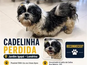 Cachorro raça Shitzu idade 6 ou mais anos nome não sei