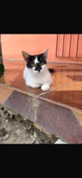 Lulu