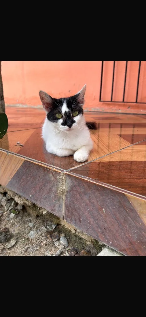 Gato raça SRD-ViraLata idade 1 ano nome Lulu