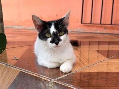 Gato raça SRD-ViraLata idade 1 ano nome Lulu