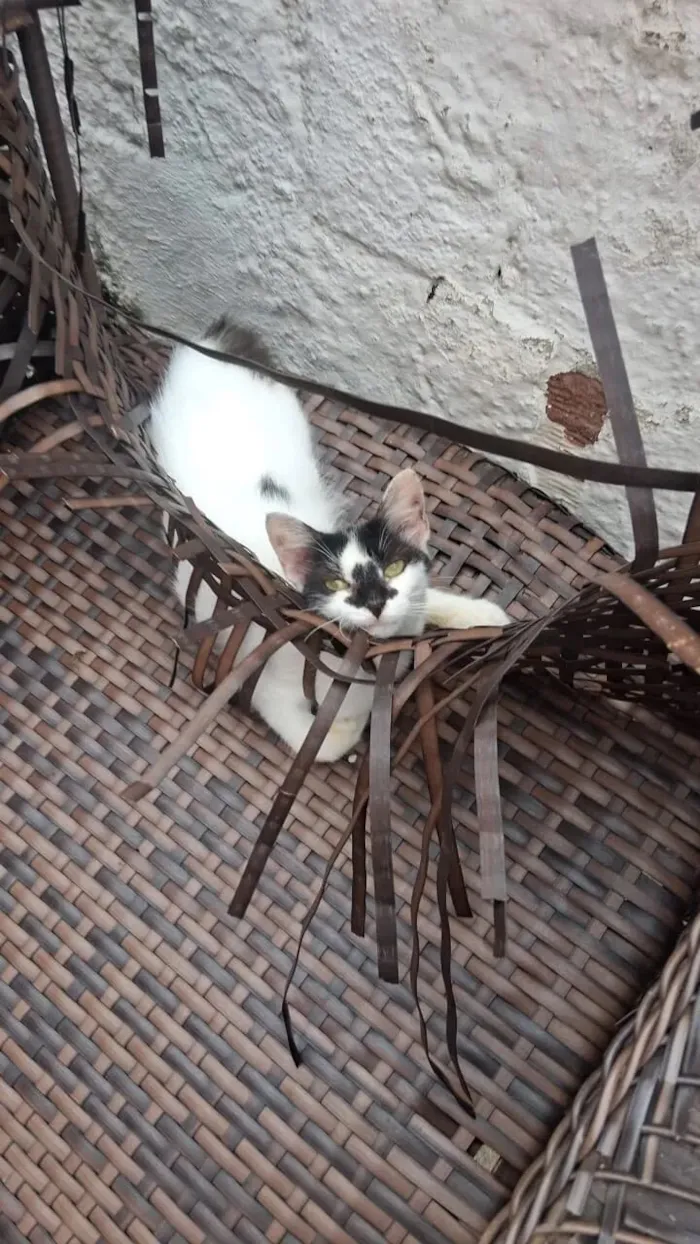 Gato raça SRD-ViraLata idade 1 ano nome Lulu
