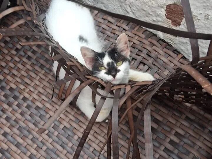 Lulu - Recife