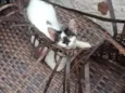 Lulu