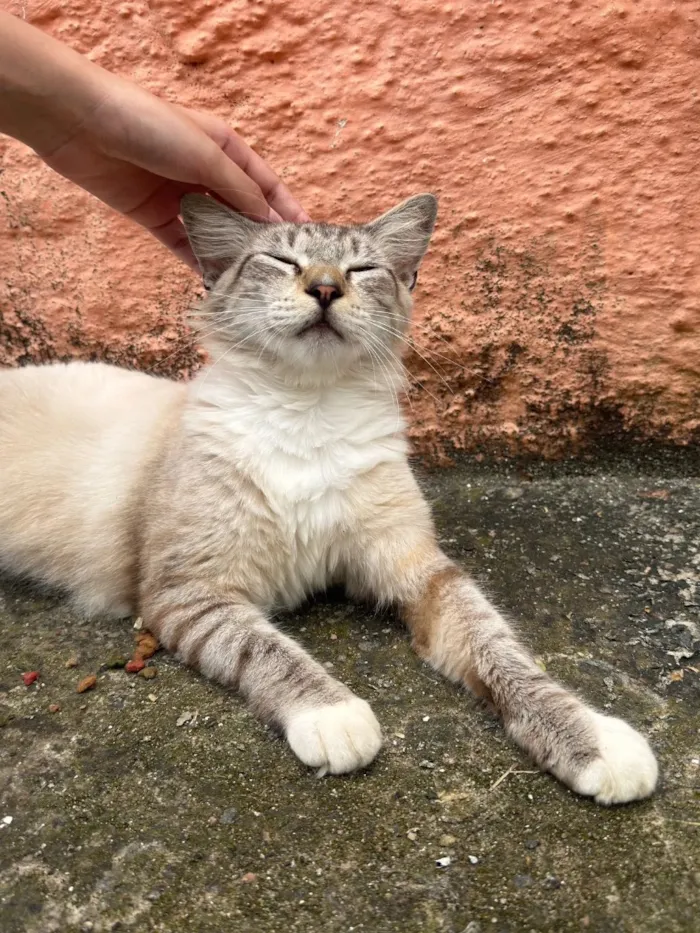 Gato raça SRD-ViraLata idade 1 ano nome Algodão 