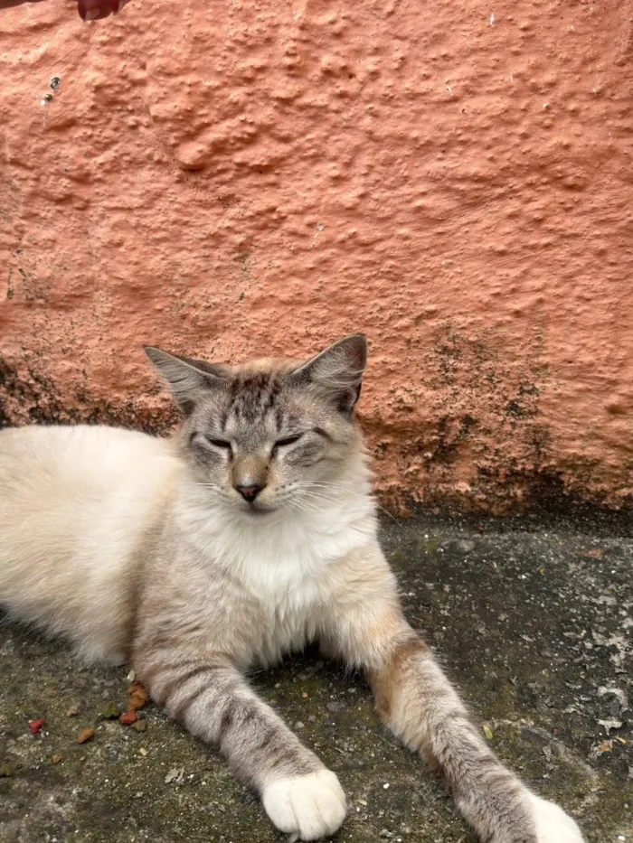 Gato raça SRD-ViraLata idade 1 ano nome Algodão 