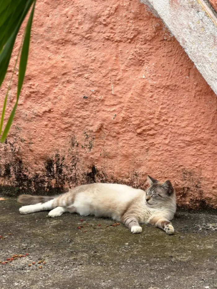 Gato raça SRD-ViraLata idade 1 ano nome Algodão 