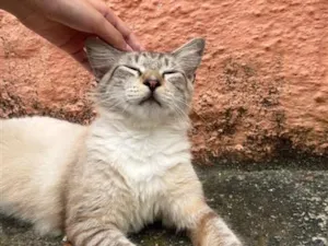 Gato raça SRD-ViraLata idade 1 ano nome Algodão 