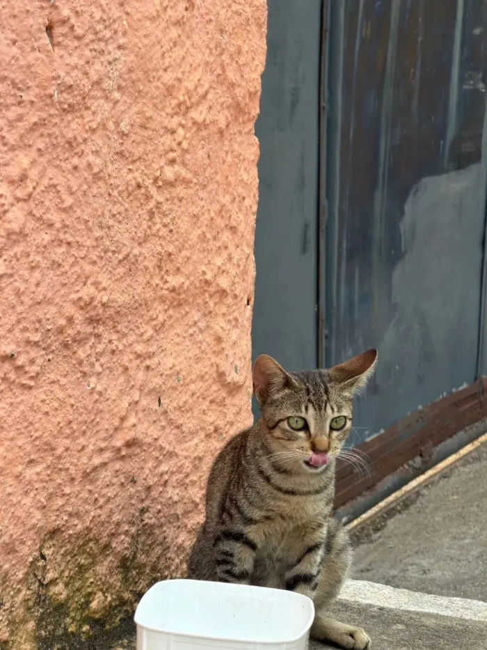 Gato raça SRD-ViraLata idade 1 ano nome Lili