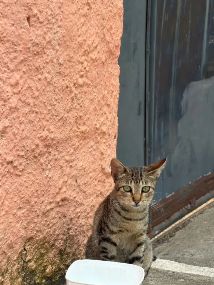 Gato raça SRD-ViraLata idade 1 ano nome Lili