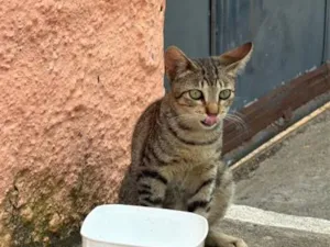 Gato raça SRD-ViraLata idade 1 ano nome Lili