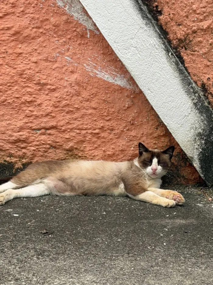 Gato raça SRD-ViraLata idade 1 ano nome Nino 