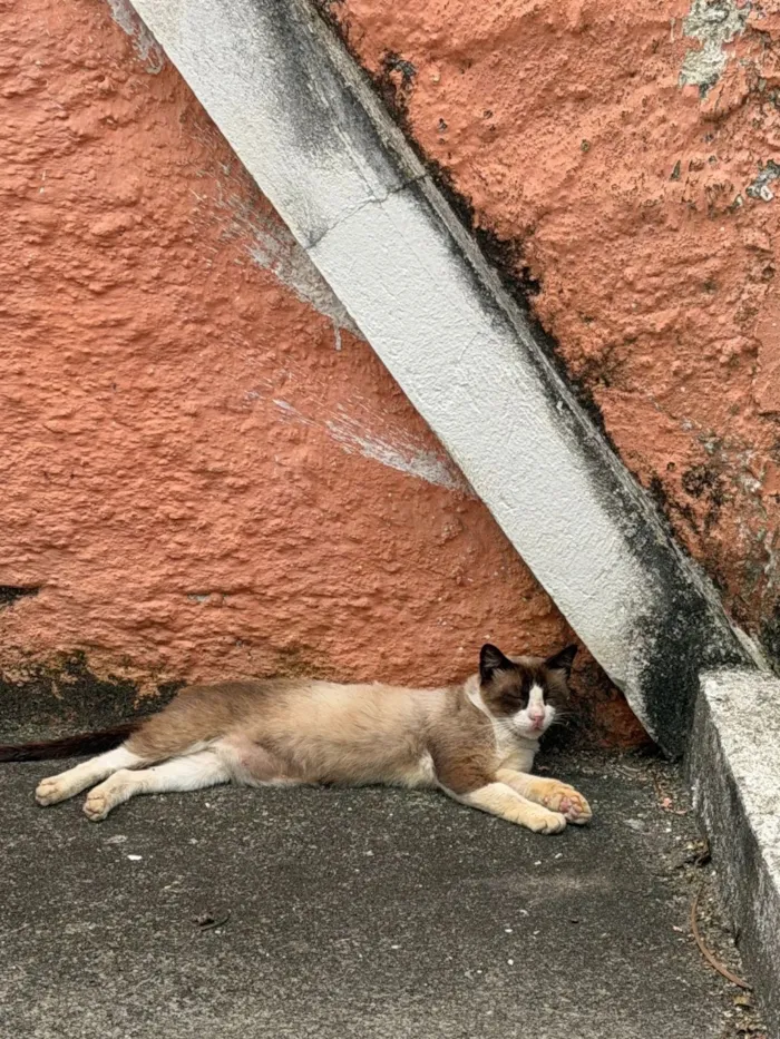 Gato raça SRD-ViraLata idade 1 ano nome Nino 