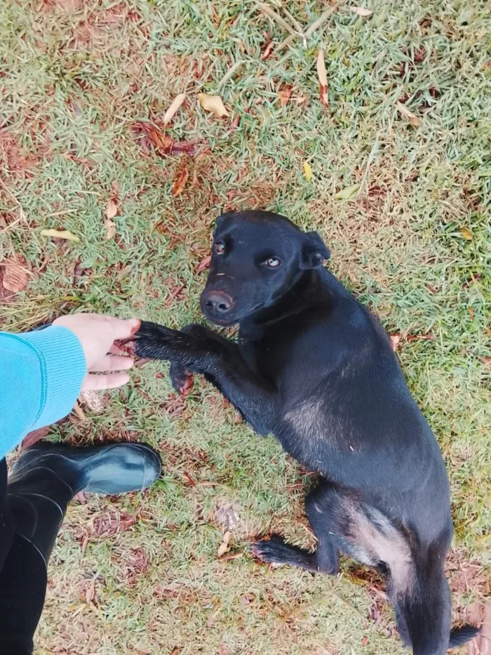 Cachorro raça SRD-ViraLata idade 1 ano nome Luna