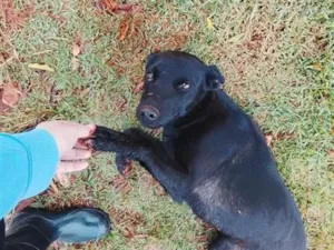 Cachorro raça SRD-ViraLata idade 1 ano nome Luna