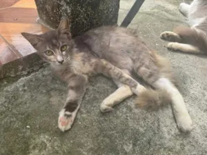 Gato raça  idade 7 a 11 meses nome Jade 