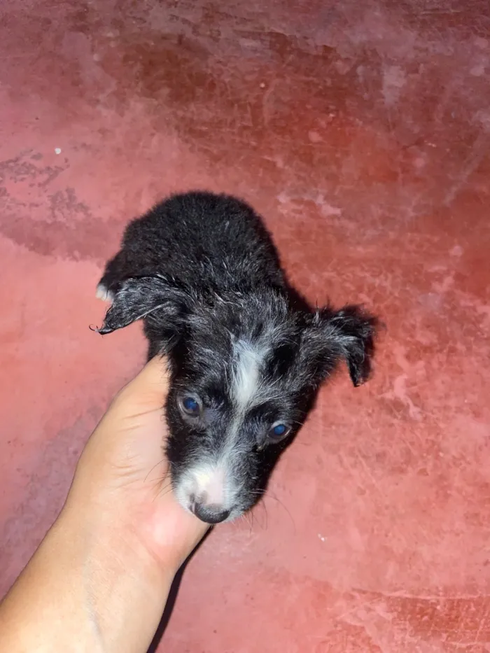 Cachorro raça SRD-ViraLata idade 2 a 6 meses nome Ainda sem nome 