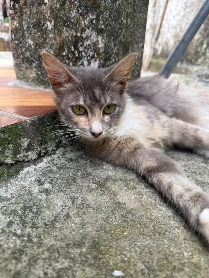 Gato raça SRD-ViraLata idade 7 a 11 meses nome Nuvem 
