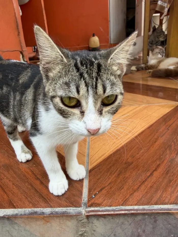 Gato raça  idade 7 a 11 meses nome Clarinha 