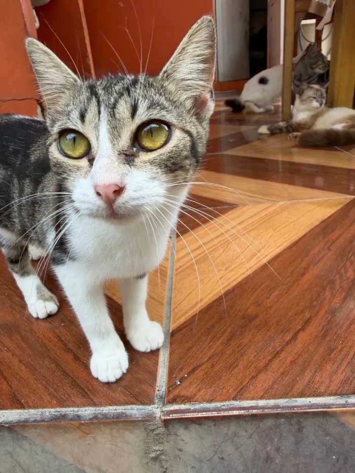 Gato raça  idade 7 a 11 meses nome Clarinha 