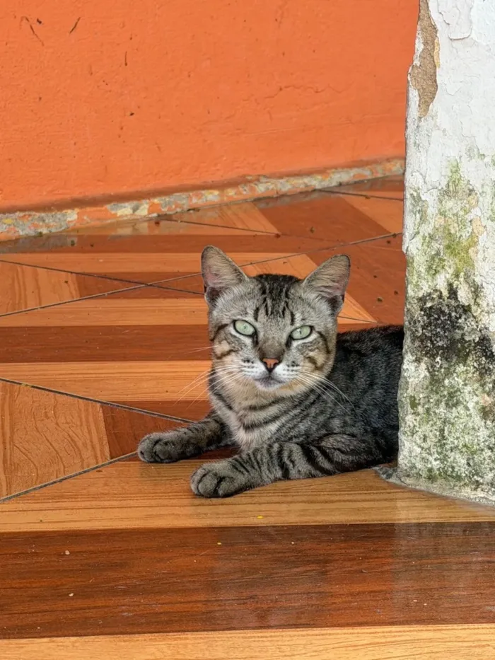 Gato raça SRD-ViraLata idade 2 anos nome Sombra 