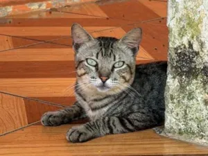 Gato raça SRD-ViraLata idade 2 anos nome Sombra 