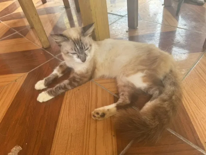 Gato raça SRD-ViraLata idade 1 ano nome Bela 