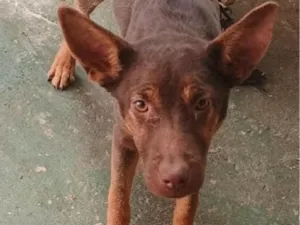 Cachorro raça SRD-ViraLata idade 2 a 6 meses nome Beck
