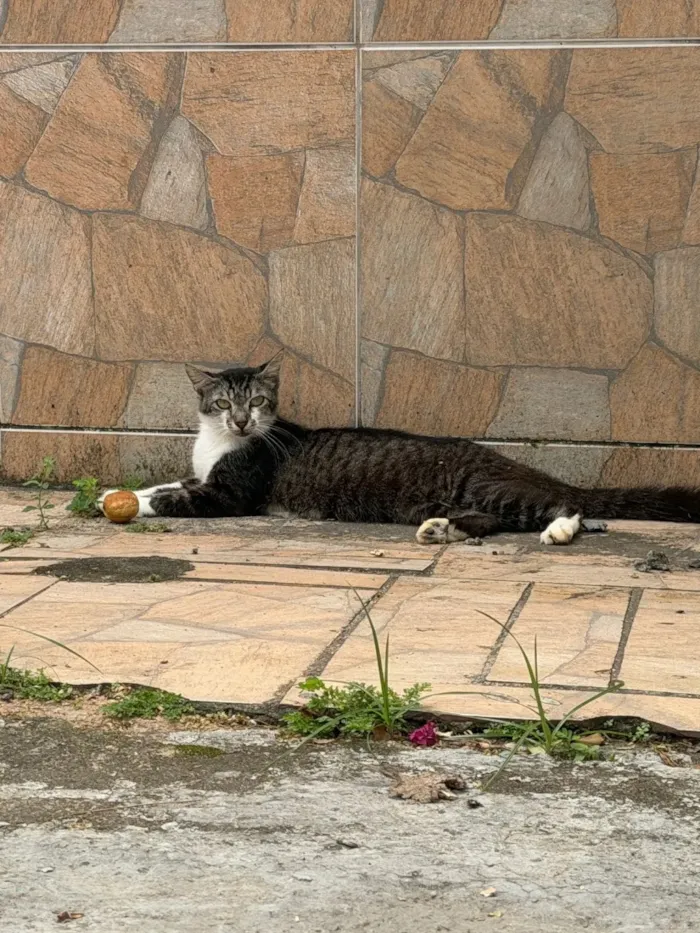 Gato raça  idade 2 anos nome Café 