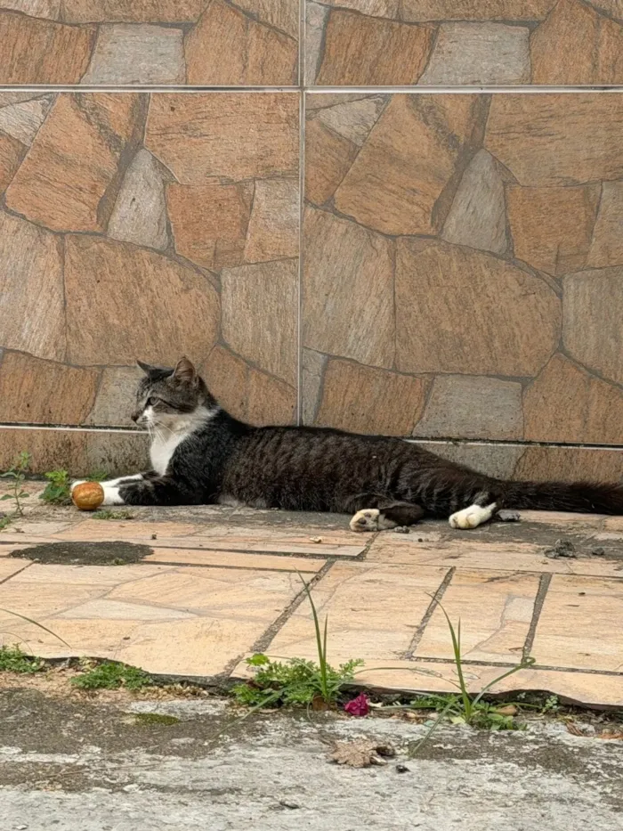 Gato raça  idade 2 anos nome Café 