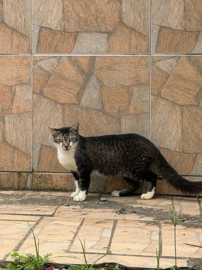 Gato raça  idade 2 anos nome Café 