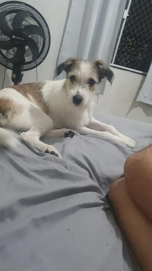 Cachorro raça SRD-ViraLata idade 2 anos nome Amora