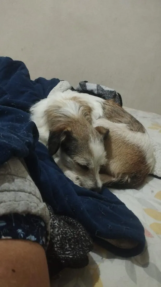 Cachorro raça SRD-ViraLata idade 2 anos nome Amora