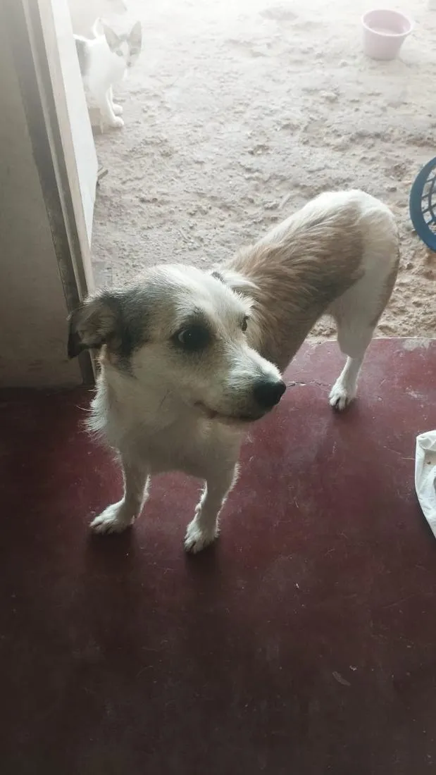 Cachorro raça SRD-ViraLata idade 2 anos nome Amora