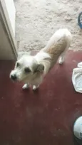 Amora