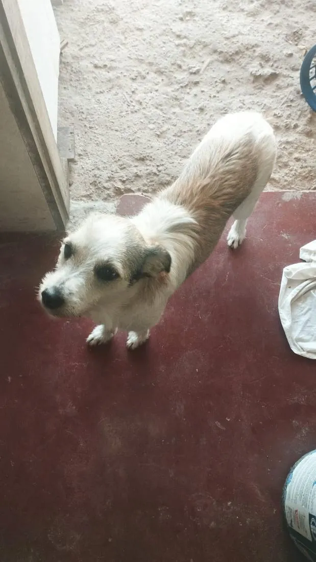 Cachorro raça SRD-ViraLata idade 2 anos nome Amora