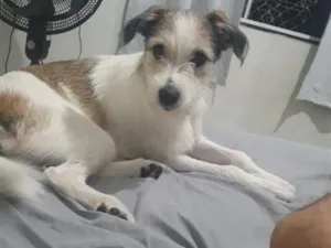 Cachorro raça SRD-ViraLata idade 2 anos nome Amora